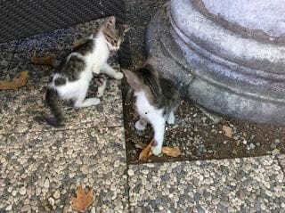 gatos de Estambul
