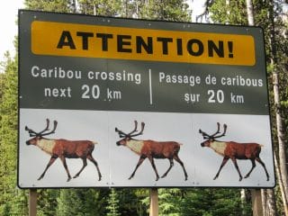 caribou crossing