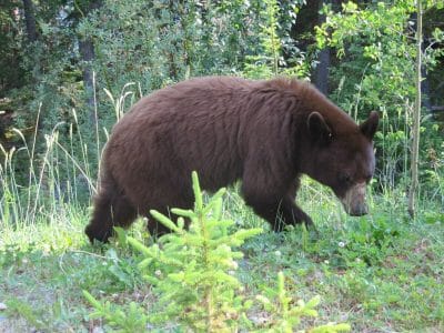 oso Grizzlie en Jasper Canadá