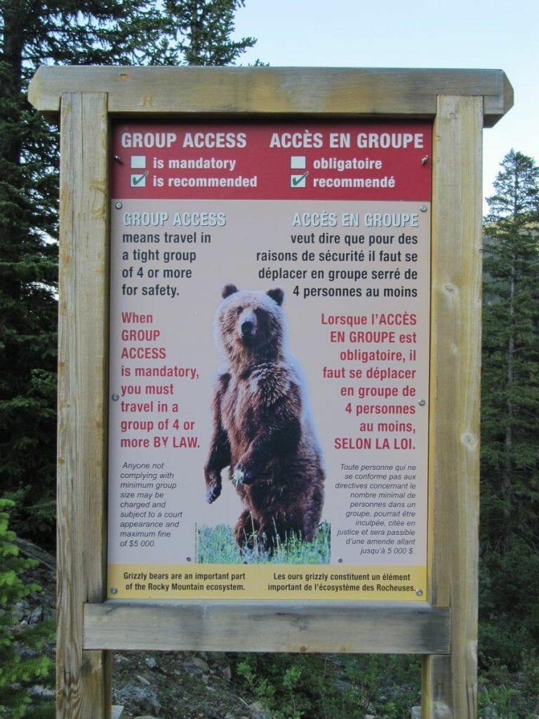osos en el parque de Banff Canadá