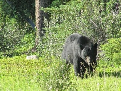 oso negro Canadá