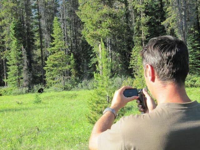 fotografiar osos negros del canadá