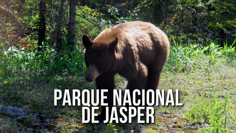 Parque nacional de Jasper