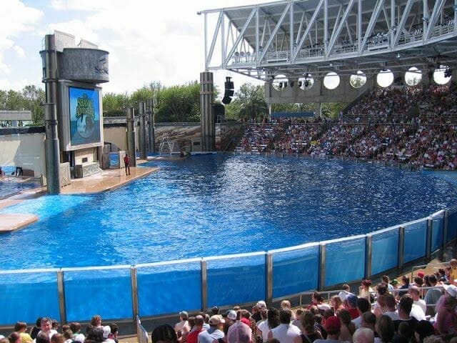 espectáculo de orcas en Sea World de Orlando piscina grande
