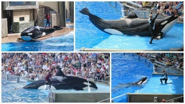 espectáculo de orcas en Sea World de Orlando año 2010