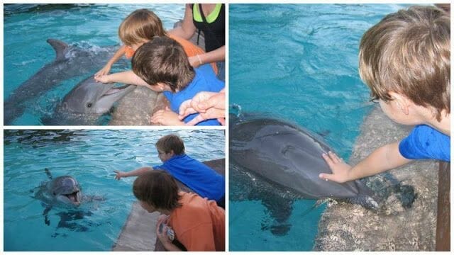 niños tocando delfines sea world orlando