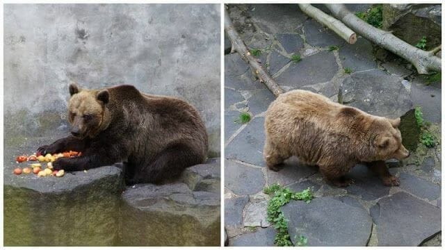 osos que vigilan los fosos de Cesky krumlov