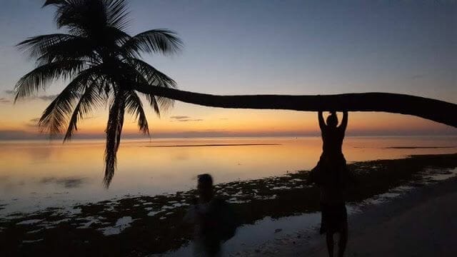 palmera isla de Maldivas