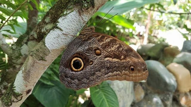mariposa Panamá