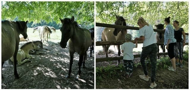 caballos parque nacional de Roztocze