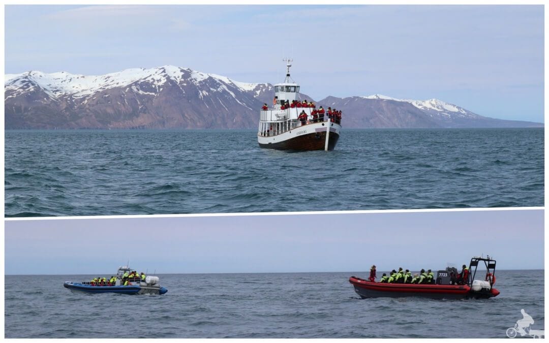barcos para ver ballenas islandia gentle giants