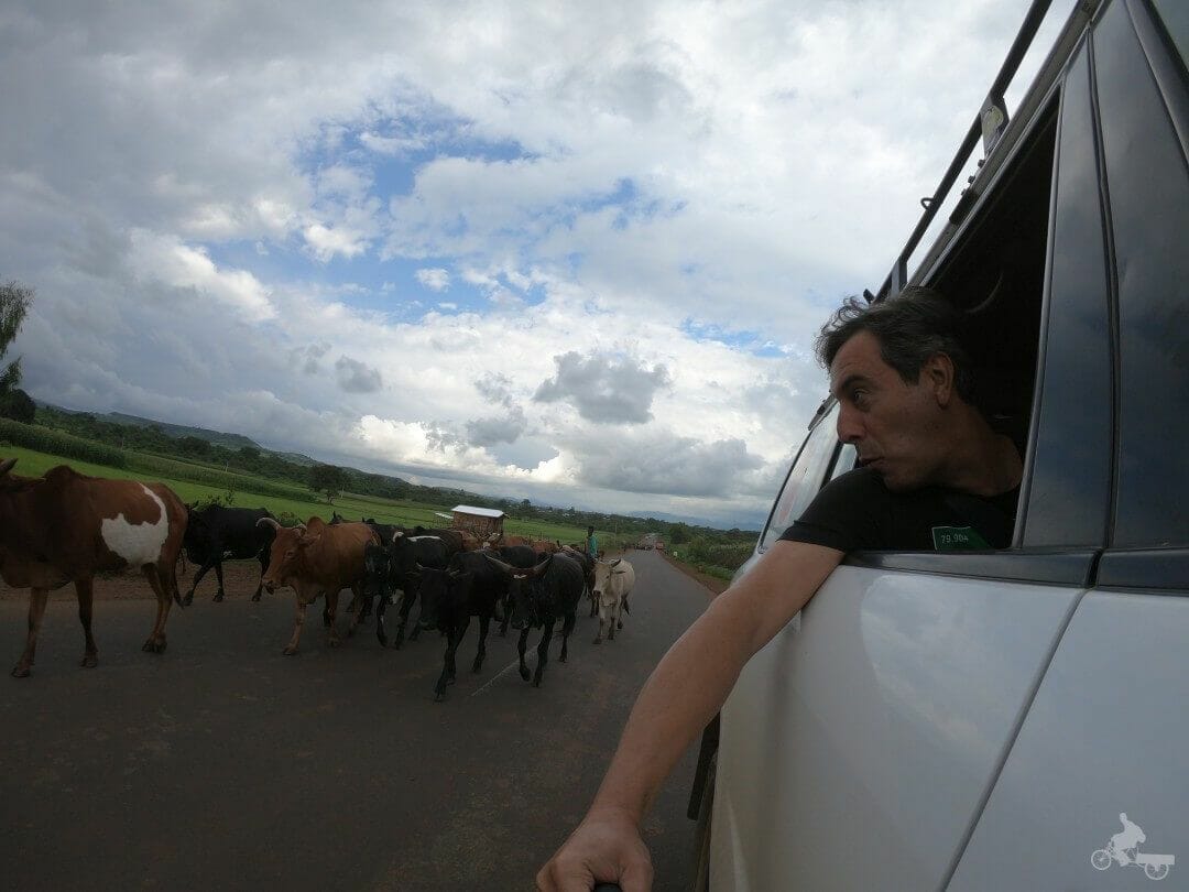 ganado carreteras etiopia