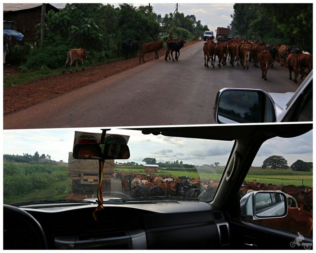 vacas carreteras etiopia