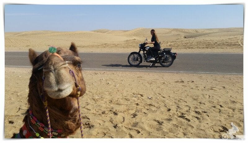 camellos - consejos para viajar al Rajasthán