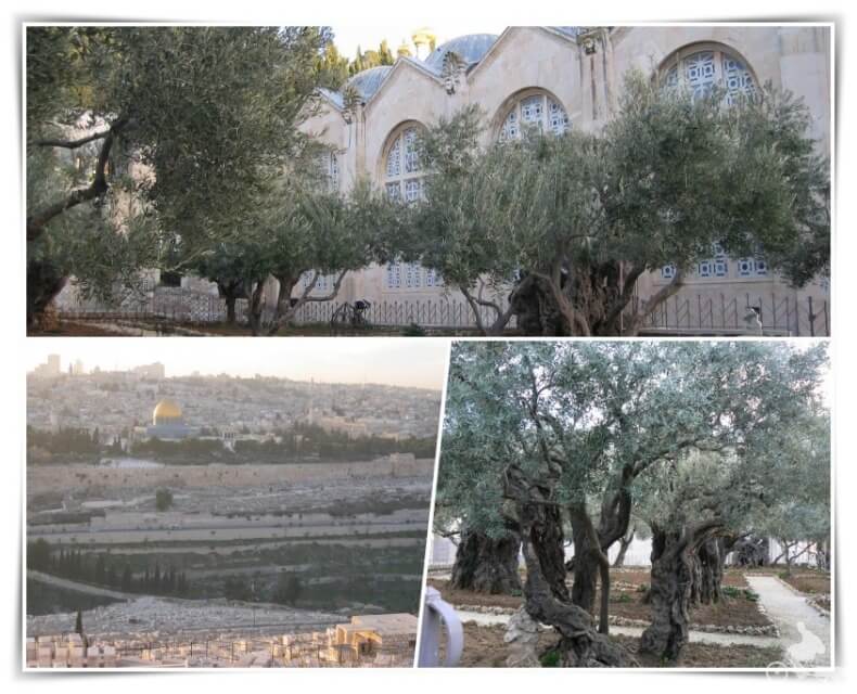 monte olivos e iglesia de Getsemaní