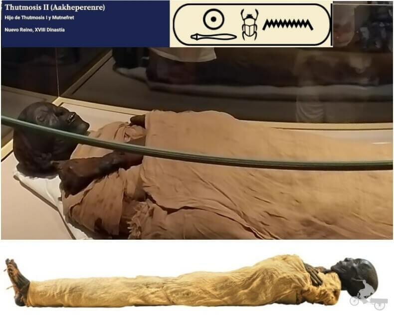 momia de Tutmosis II - momias egipcias reales