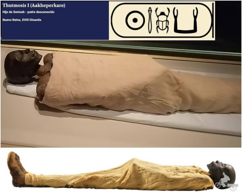 momia de Tutmosis I
