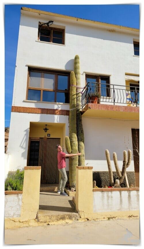 cactus de Valjunquera