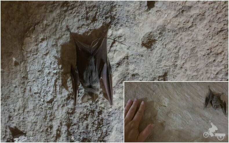 murciélagos en tumbas egipcias