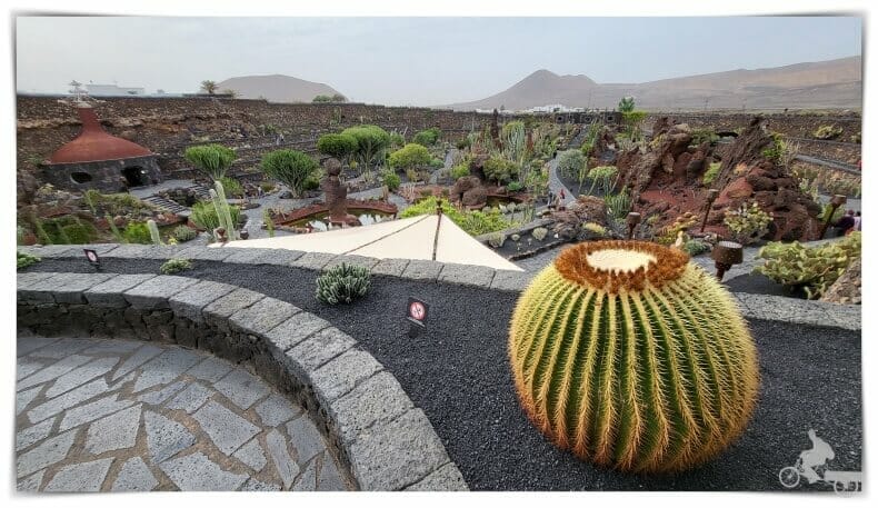  jardín cactus Lanzarote