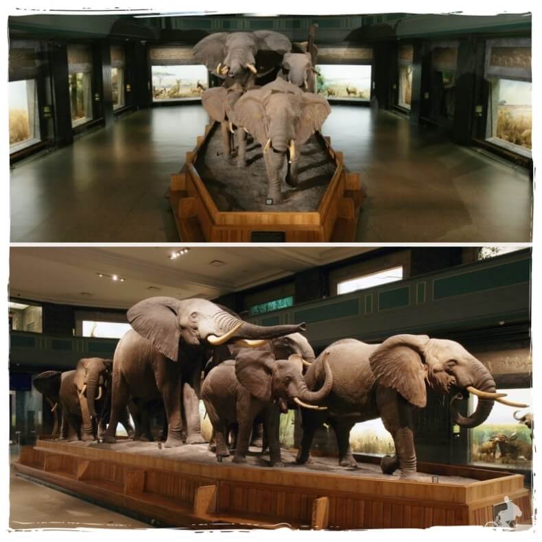 Elefantes africanos - Qué ver en el museo Natural de Historia de Nueva York - AMNH