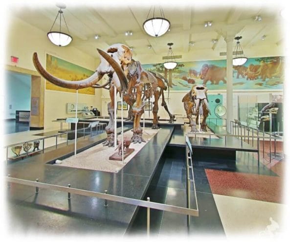 Mamut - Qué ver en el museo Natural de Historia de Nueva York - AMNH
